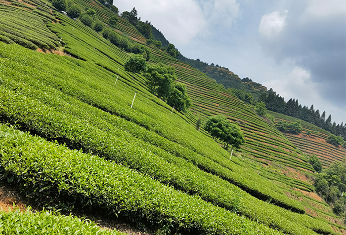 茶葉行業(yè)競(jìng)爭(zhēng)分析